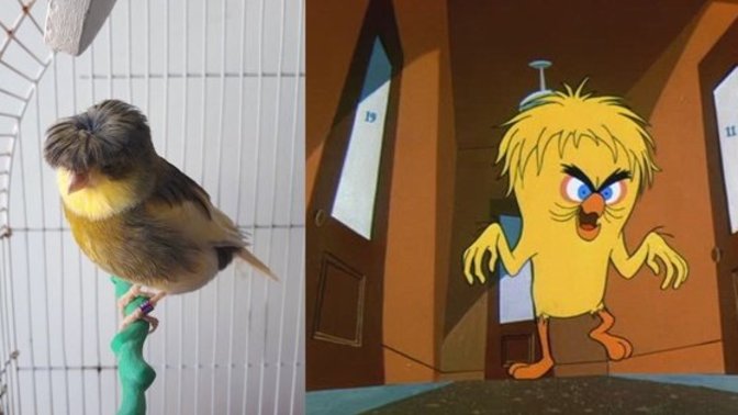 Ben Tweety'e benzettim. Siz arkadaşımın kuşunu kime benzettiniz?