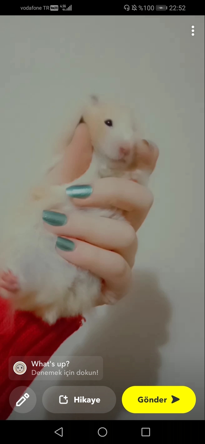 Hamsterim hiç ses çıkarmıyor?