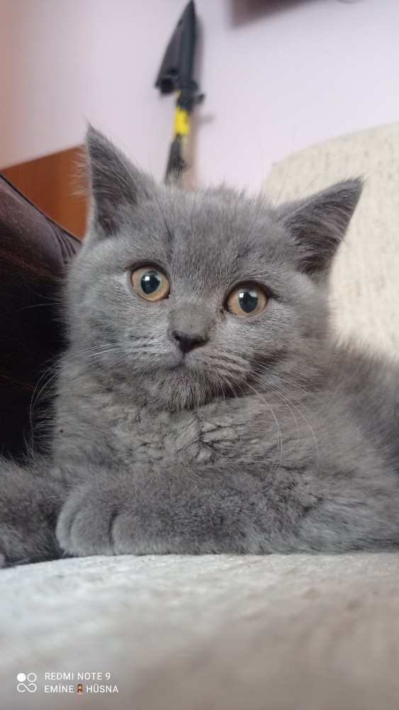 Anlayan yardım edebilir mi?