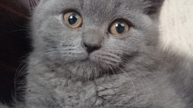 Anlayan yardım edebilir mi?