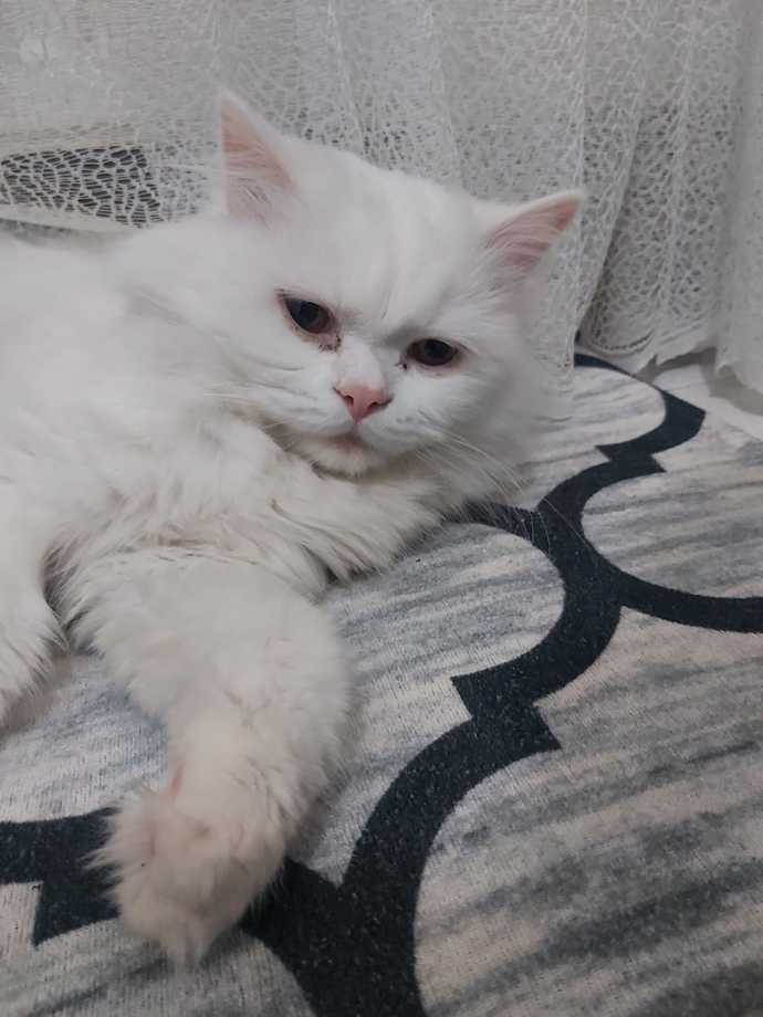 babasi