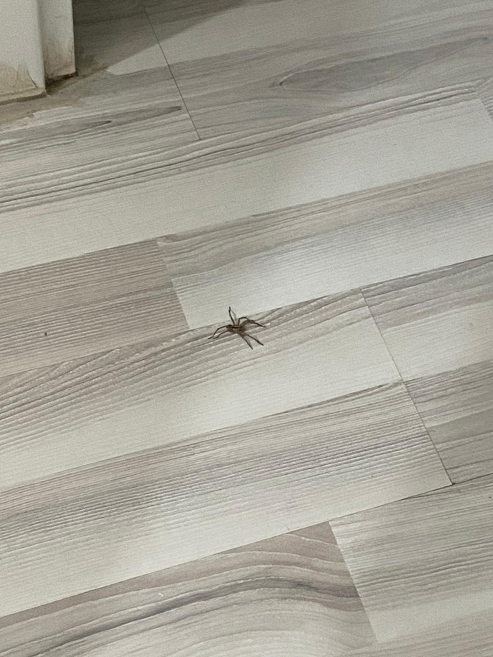 Şivava mix cinsi köpeğim bunu yedi zararı dokunur mu?