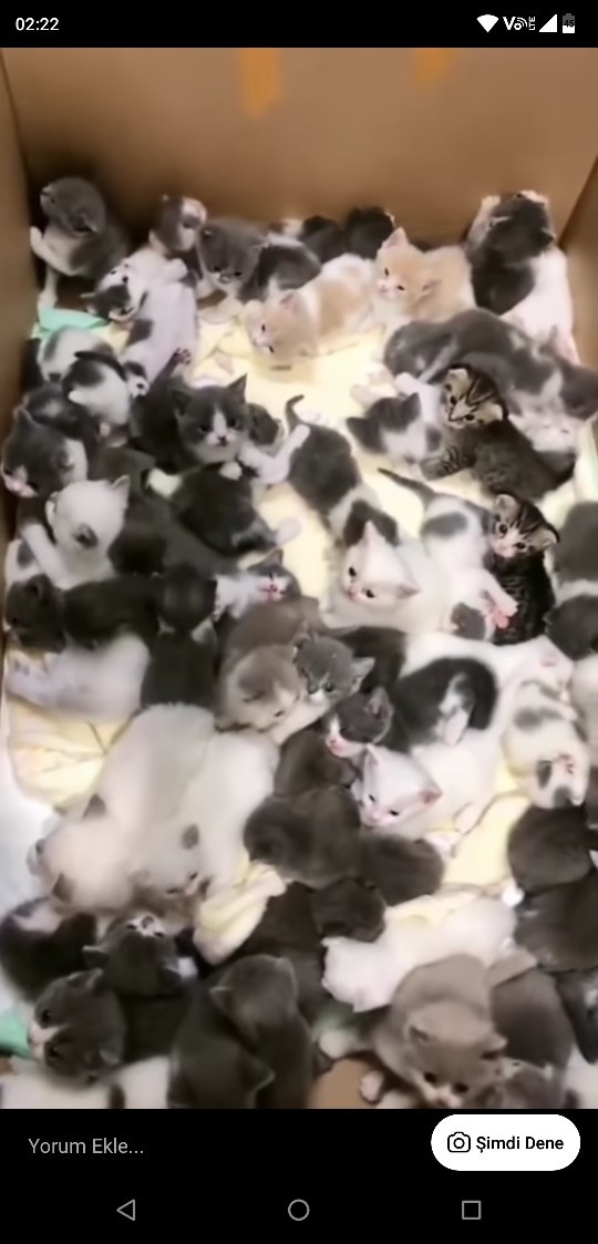 Ne olacak benim bu kedi manyaklığım?