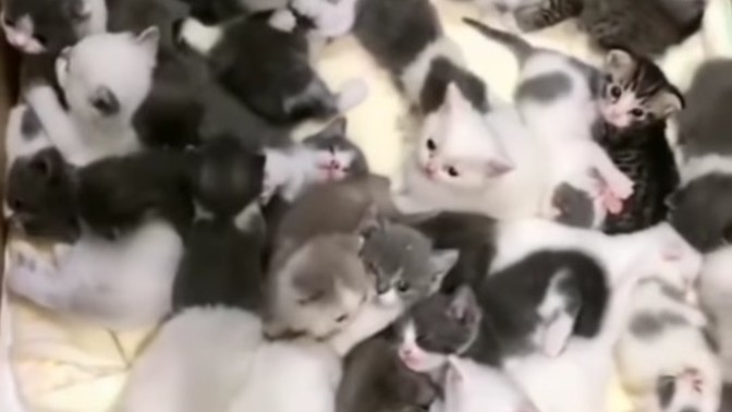 Ne olacak benim bu kedi manyaklığım?