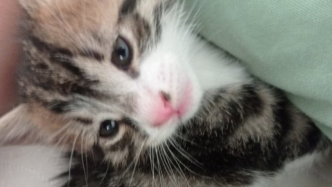 Kedim eve yeni gelen yavru kediye sürekli tıslıyor. Nasıl arkadaş olmalarını sağlarım?