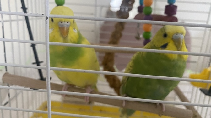 Kuşlarımın cinsiyeti nedir sizce?