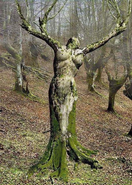 Yaşamın stresinden uzak ormanda yaşamak ister misiniz?