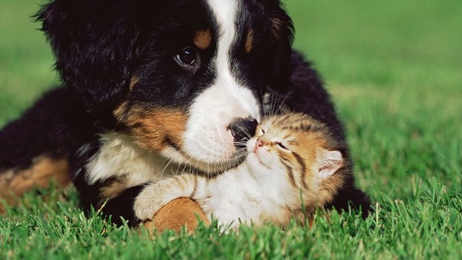 Bir seçeneğin var. En iyi dost kedi midir köpek mi?