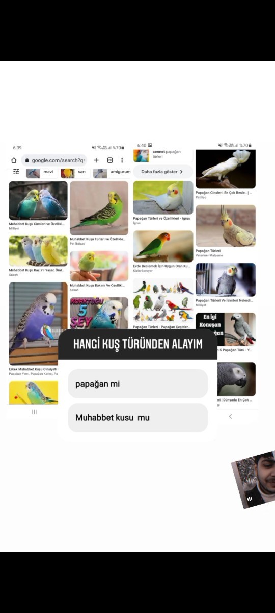 Siz olsanız hangi kuşu alırdınız?