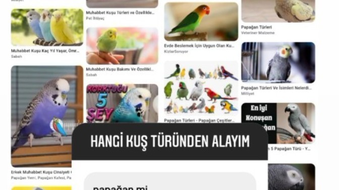 Siz olsanız hangi kuşu alırdınız?