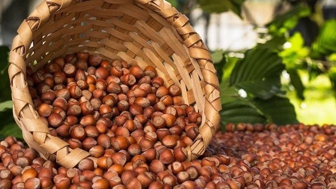 Fındık fiyatları açıklandı! 54 lira emeğin karşılığı mı sizce?