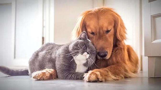 Evcil köpeğin mi var kedin mi var?