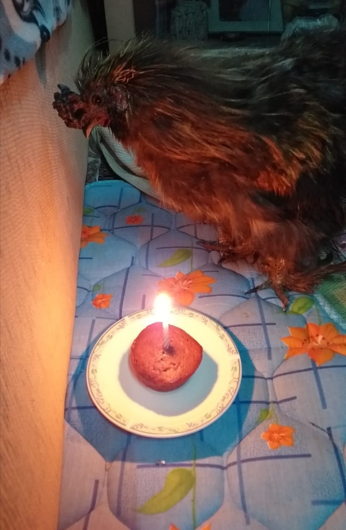 Horozumun doğum günü kutlu olsun💜💜
