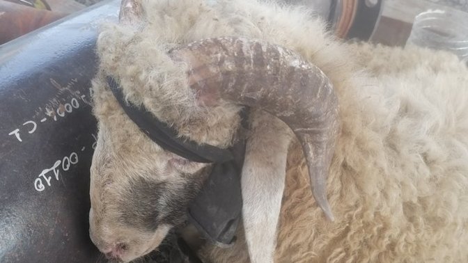 Makine mühendisiyim, görev yaptığım şantiyeye koyun girdi! Mee sesinden ofiste oturamıyoruz. Ne yapmalıyız?