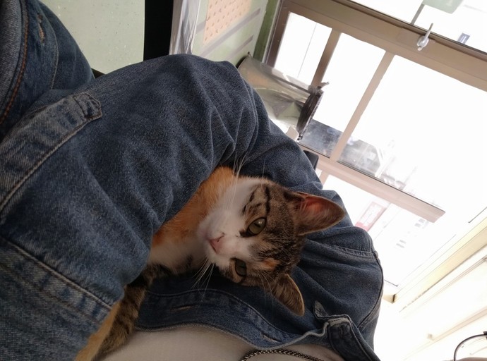 Kedileri mi seviyorsun yoksa köpekleri mi?