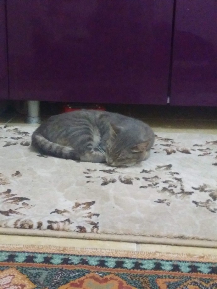 Kedileri mi seviyorsun yoksa köpekleri mi?