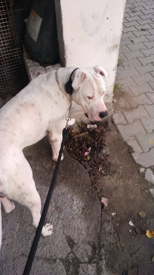 Kedileri mi seviyorsun yoksa köpekleri mi?