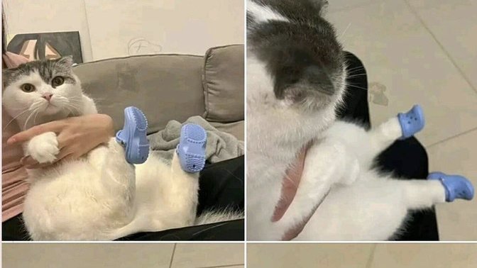 Kedileri mi seviyorsun yoksa köpekleri mi?