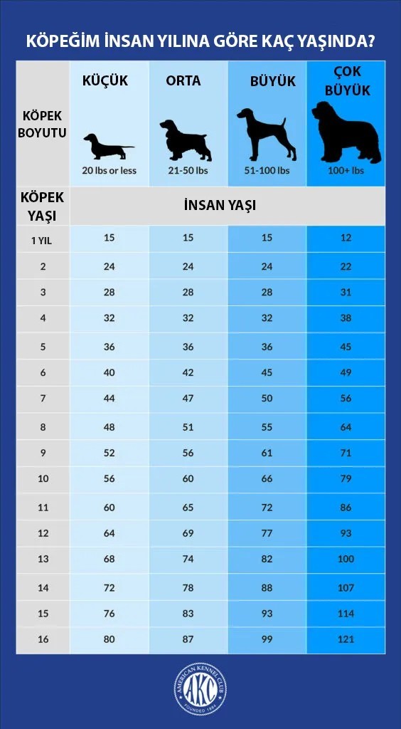 Köpeğim 10 yaşında, ameliyatı kaldırabilir mi?
