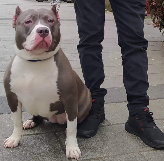 Köpeklerle aran nasıl?