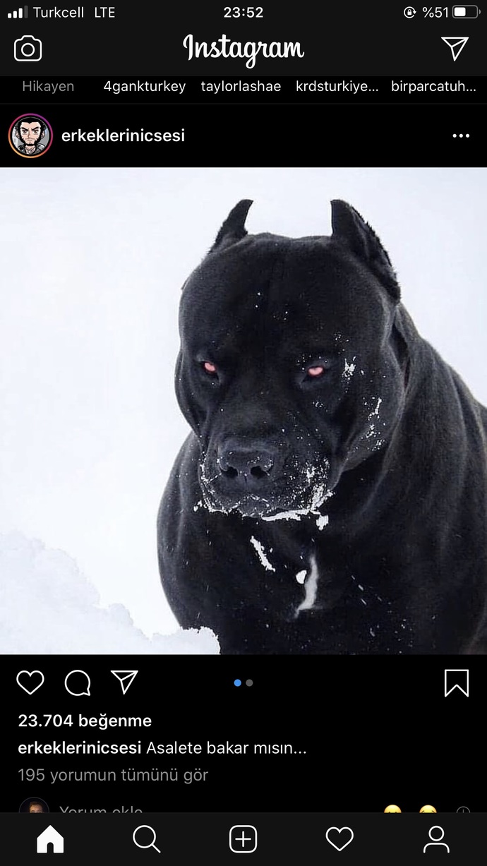 Köpeklerle aran nasıl?