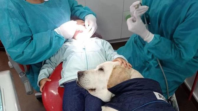 Köpeklerle aran nasıl?