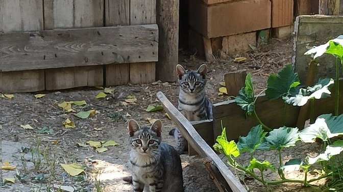 Sokakta gördüğünüz kedi yavrularını besliyor musunuz?