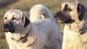 Köpek saldırısından havlayarak kurtuldu! Sokakta köpeklerle karşılaşınca ne yapıyorsunuz?
