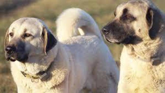 Köpek saldırısından havlayarak kurtuldu! Sokakta köpeklerle karşılaşınca ne yapıyorsunuz?