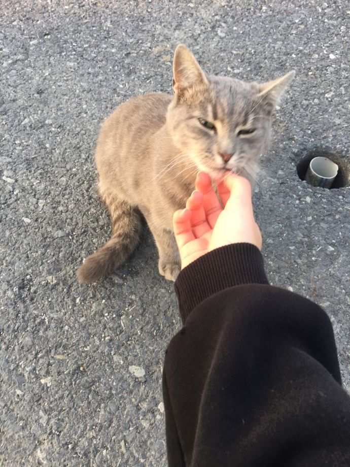 Buraya da bu tatlı kediyi bırakayım 😻😜