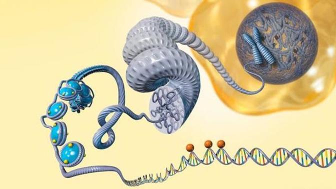 Epigenetik nedir? Ne işe yarar?