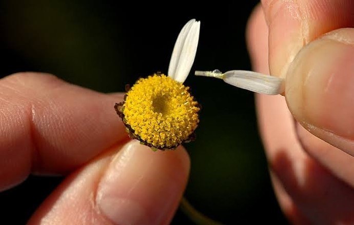 Bir yaprağı daha olsaydı papatyanın severmiydi acaba?