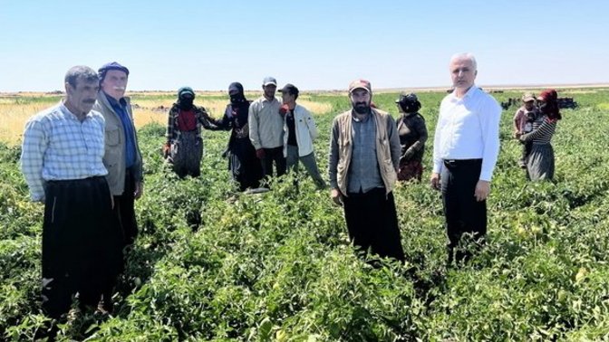 Şanlıurfa Milletvekili Gök, "Domates neden Tarlada 3 TL, Manav'da 14 TL" diye sordu. Sizce neden?