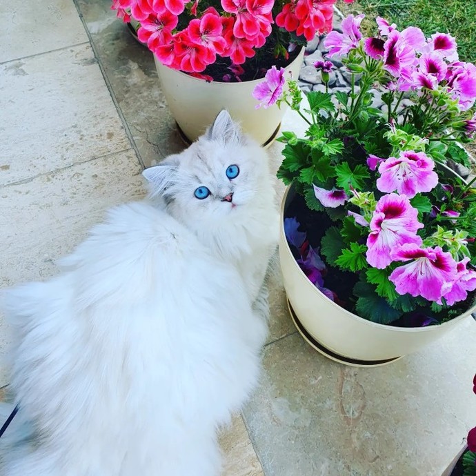 British Longhair için uygun premium kedi maması tavsiye eder misiniz?
