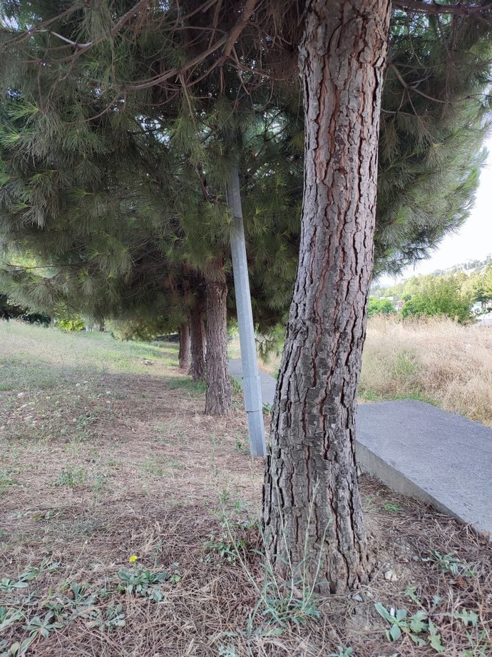 Sabah sabah çam kokusunu seviyor musunuz?