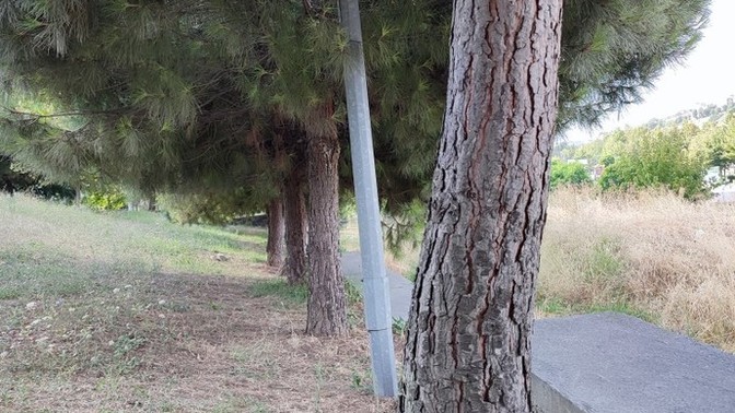 Sabah sabah çam kokusunu seviyor musunuz?