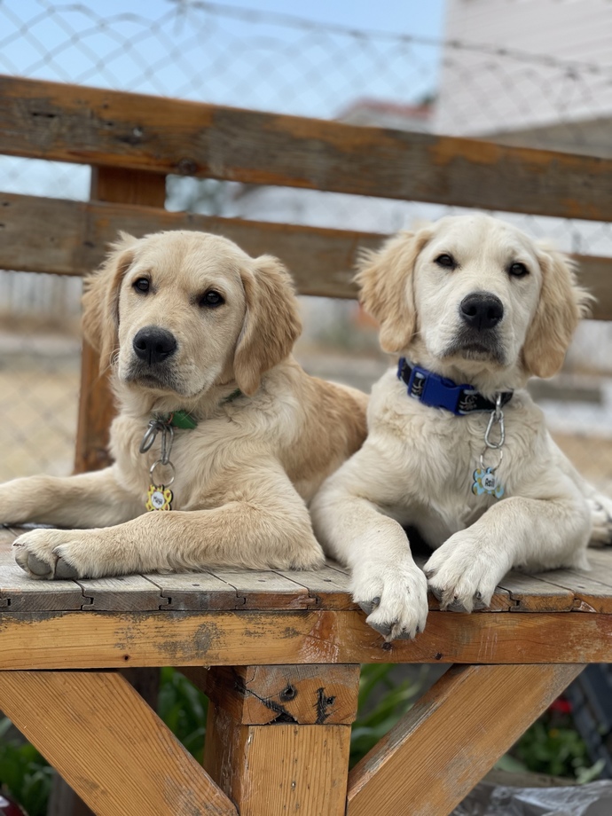 Kedi ve köpek sahibi olanların dikkatine size bir sorum var?🐾?