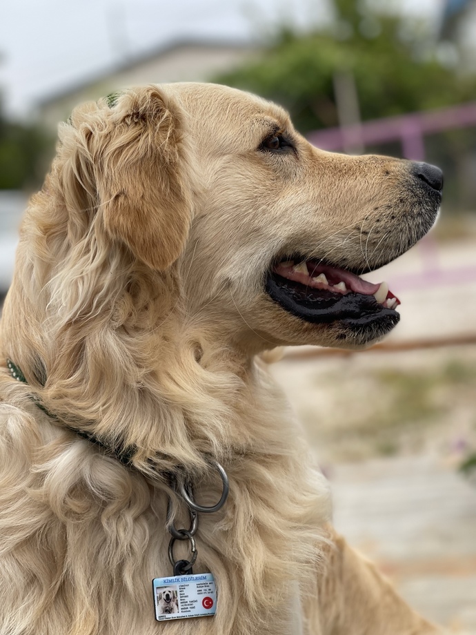 Kedi ve köpek sahibi olanların dikkatine size bir sorum var?🐾?
