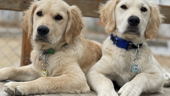 Kedi ve köpek sahibi olanların dikkatine size bir sorum var?🐾?