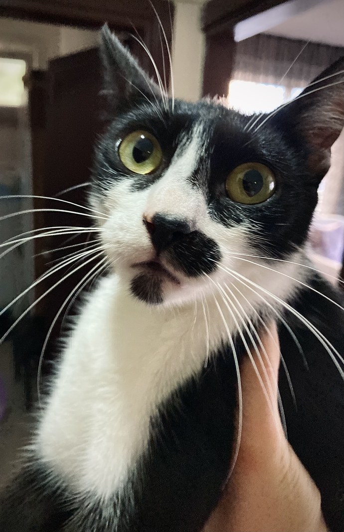 Bu kedi sizin olsa adını ne koyardınız?