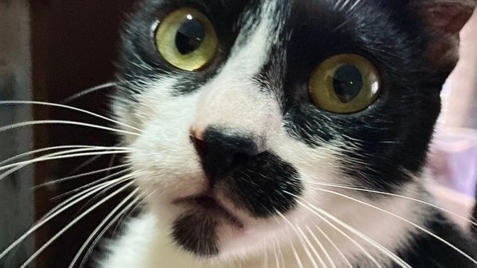 Bu kedi sizin olsa adını ne koyardınız?