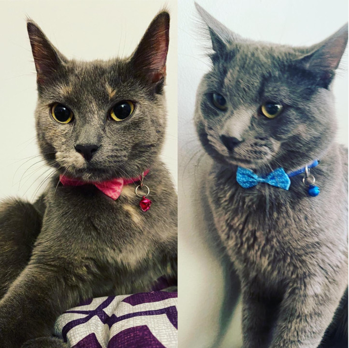 Maui ve Tiki