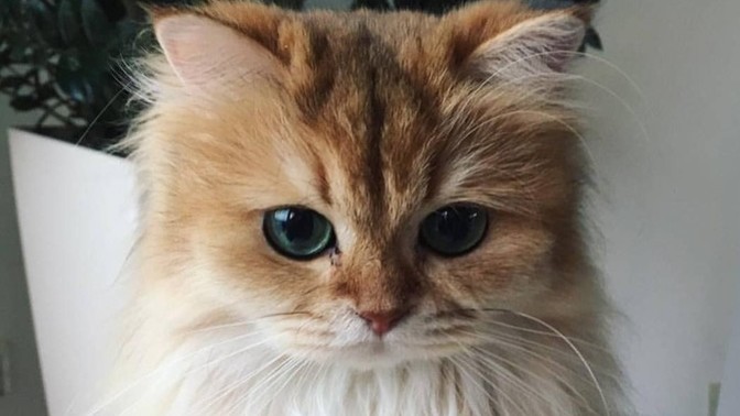 Kedileri sever misiniz, sizce de kediler çok tatlı değiller mi?