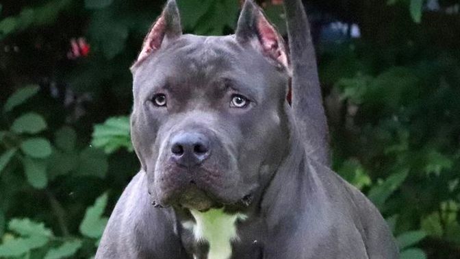 Pitbull besleyenler hakkında ne düşünüyorsunuz?