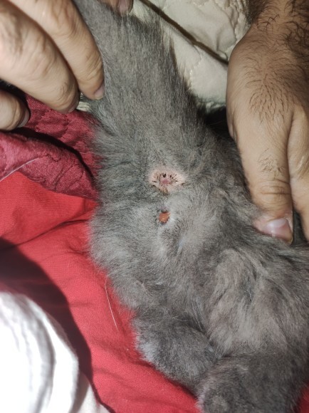 Kedimin vajinasinda kırmızı pıhtı gibi bir şey var, ne olabilir?