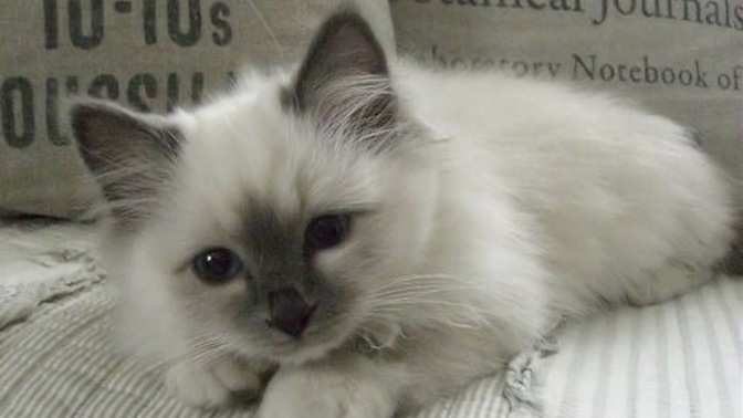 Aşırı kedi sevmek hastalık mı?