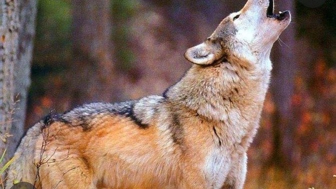 En çok sevdiğiniz yabani hayvanlar hangileri? Evcilleştirmek i̇steseniz hangisini evcilleştirirdiniz?