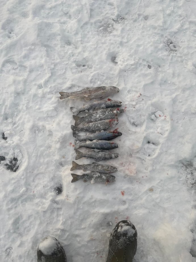 gunun sonundaki Alabaliklar
