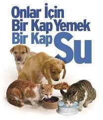 Bu sıcak yaz günlerinde kapınızın önüne bir tas su koyuyor musunuz?