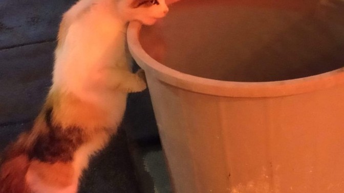 Bu sıcak yaz günlerinde kapınızın önüne bir tas su koyuyor musunuz?